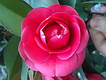 红茶花