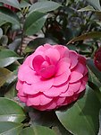 红茶花
