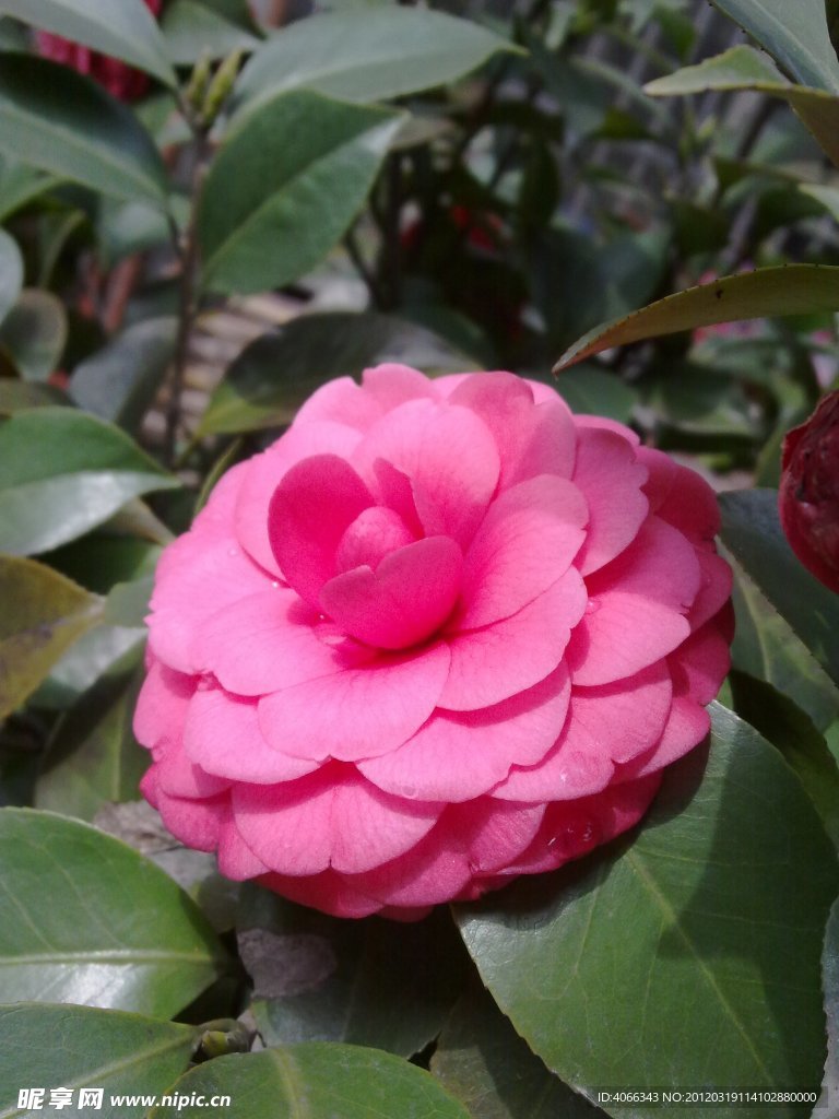 红茶花