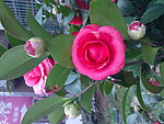 红茶花