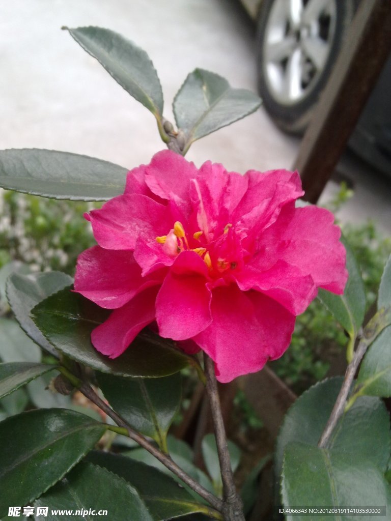 红茶花