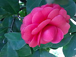 红茶花
