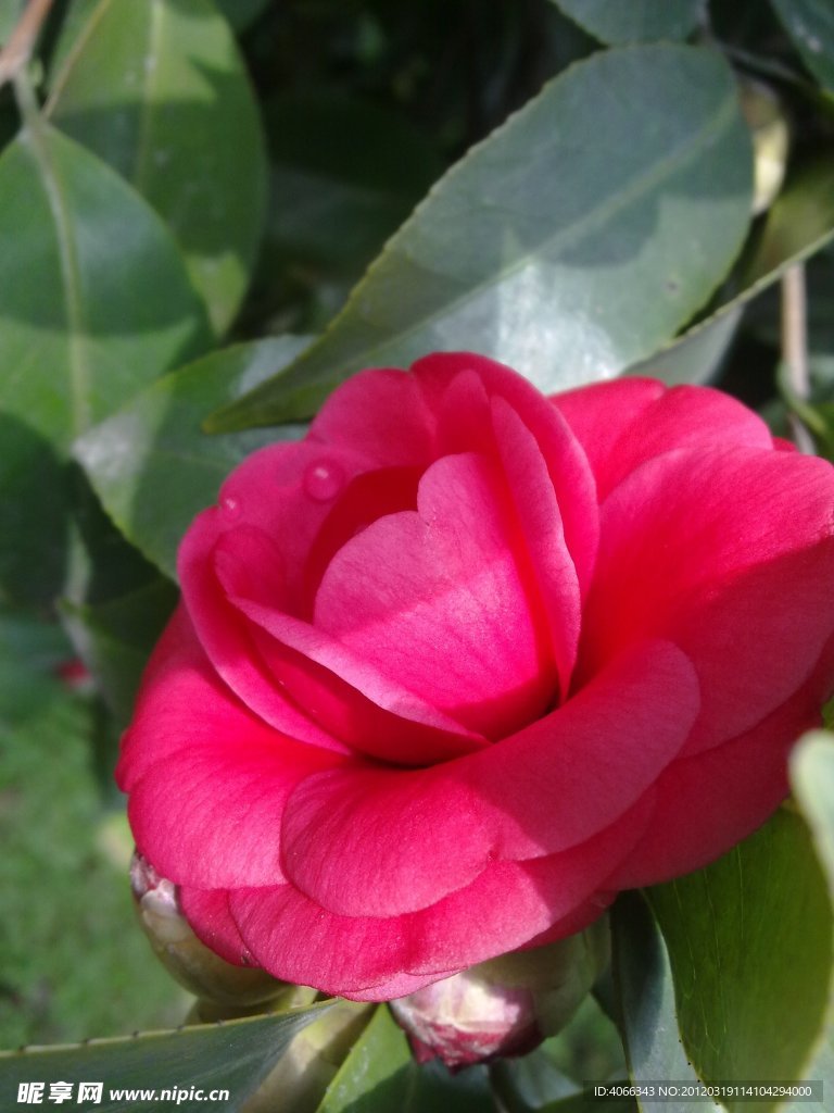 红茶花