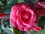 红茶花