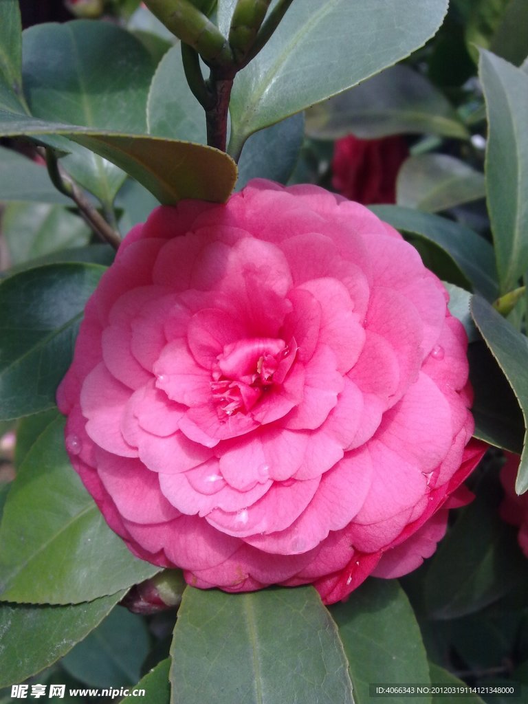 红茶花