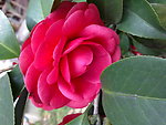 红茶花