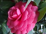 红茶花
