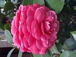 红茶花