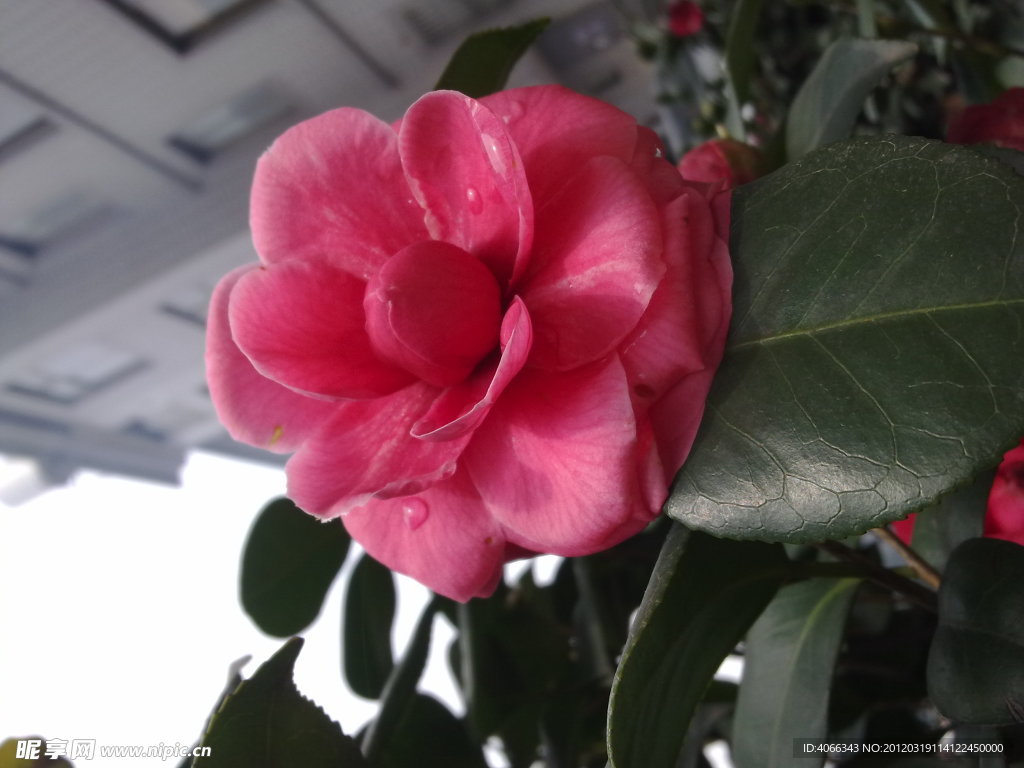 红茶花