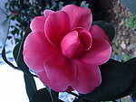 红茶花