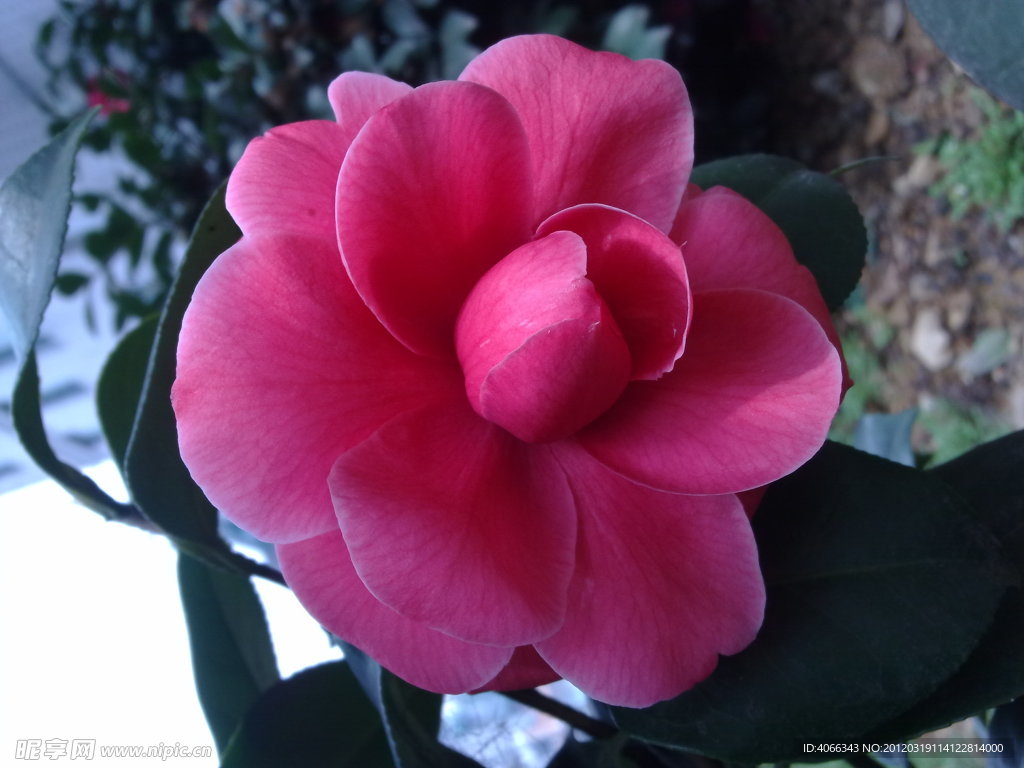 红茶花