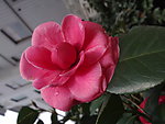 红茶花