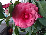 红茶花