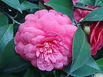 红茶花