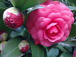 红茶花
