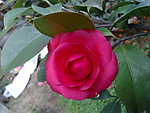 红茶花