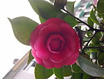 红茶花