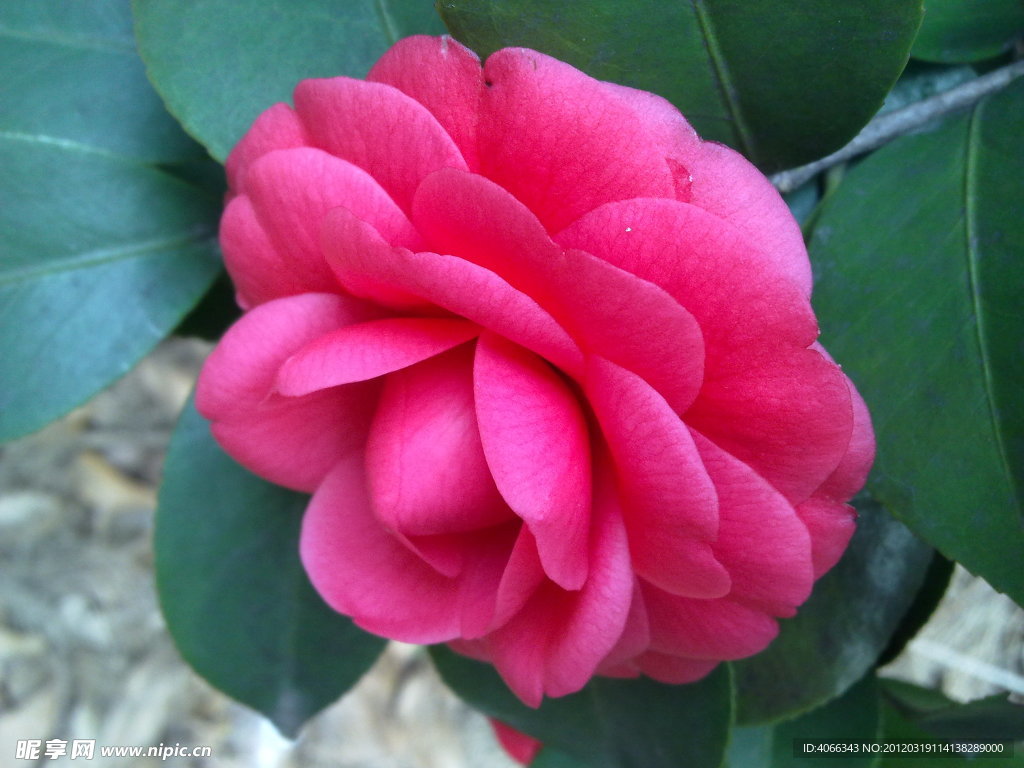 红茶花