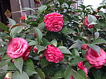 红茶花