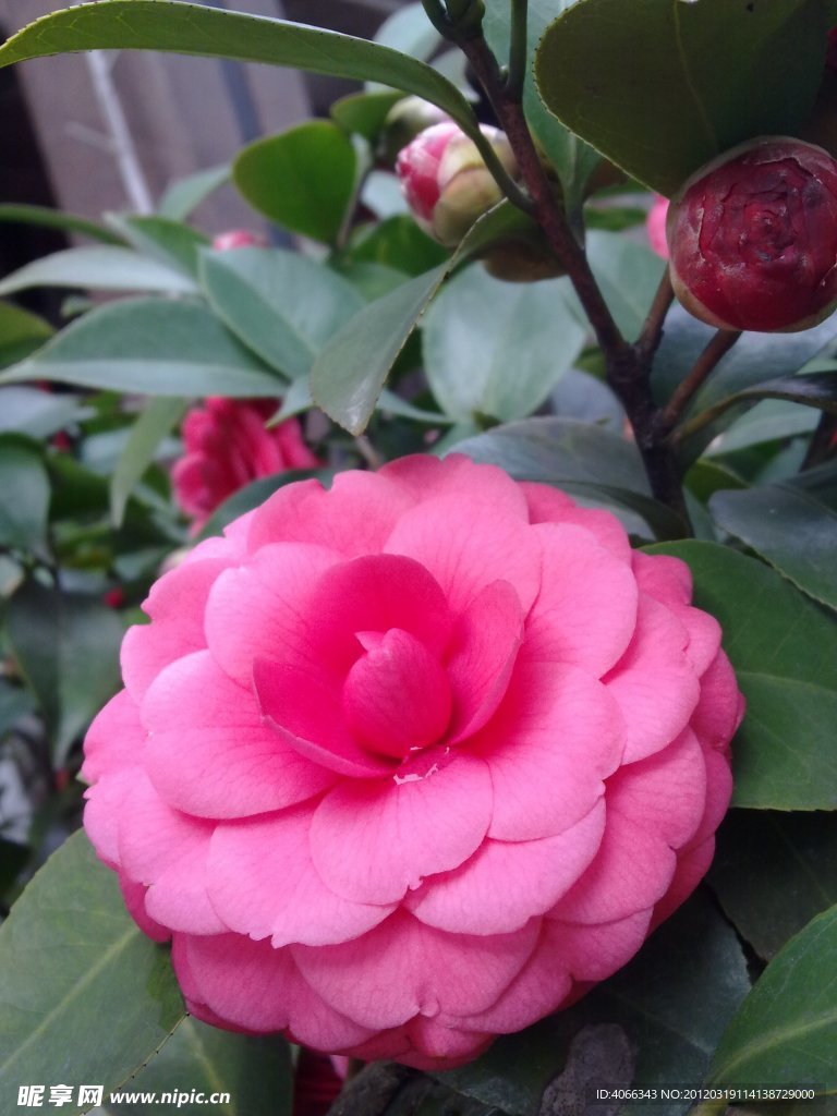 红茶花