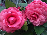 红茶花