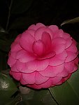 红茶花