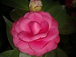 红茶花