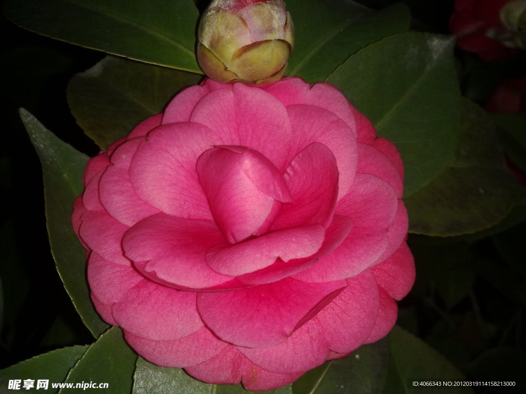 红茶花