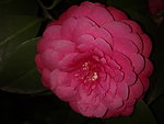 红茶花
