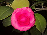 红茶花