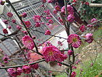 梅花吐蕊