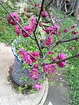 梅花吐蕊
