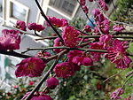 梅花吐蕊