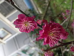 梅花吐蕊