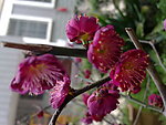 梅花吐蕊