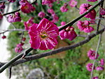 梅花吐蕊