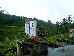 巴厘岛路边的梯田