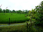 巴厘岛隐居餐厅（hideaway restaurant）上的稻田