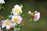 山茶花