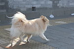 宠物犬