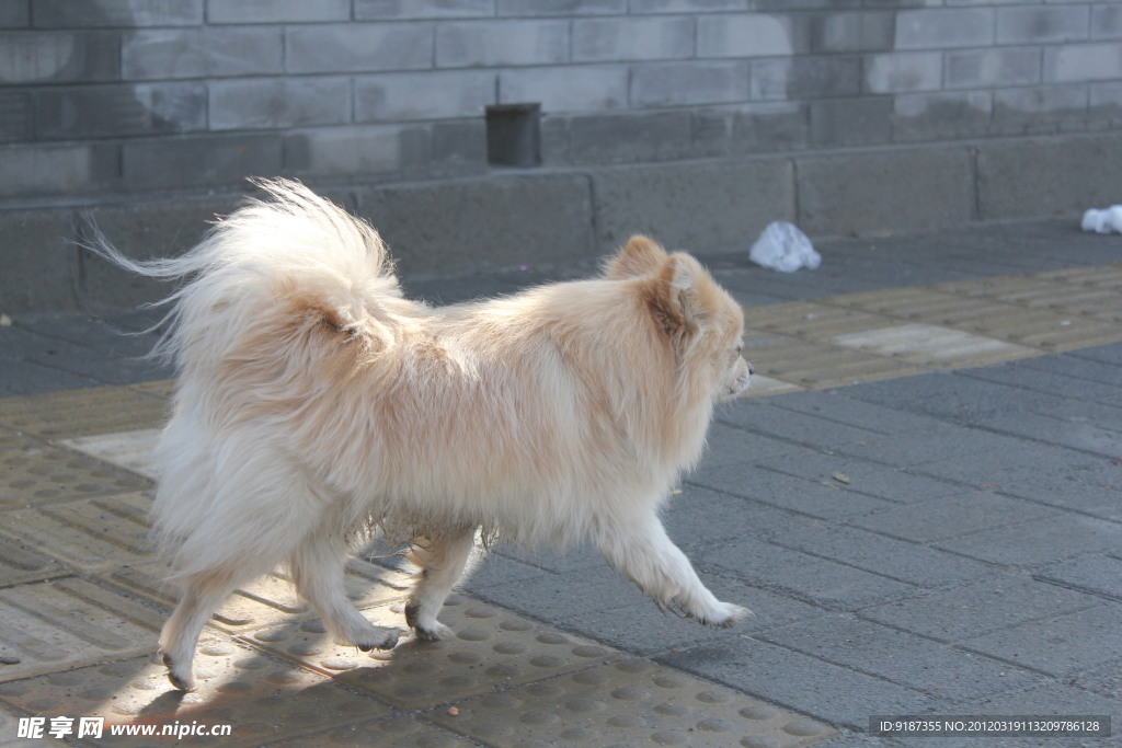 宠物犬