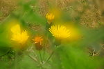 野花