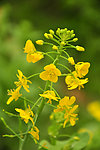 油菜花