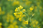 油菜花