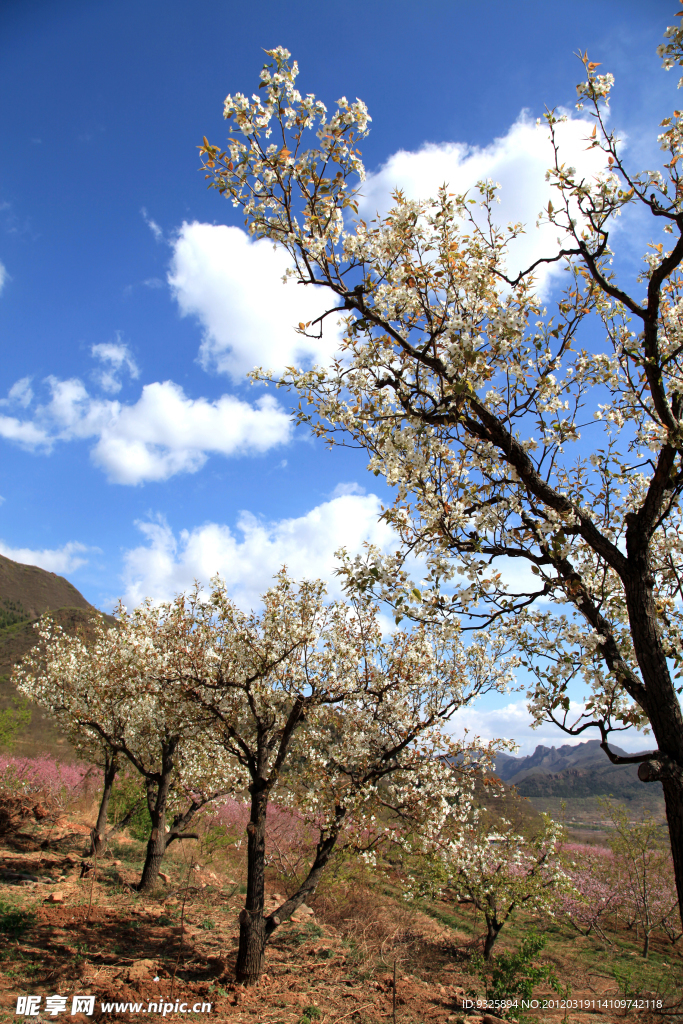 山花烂漫