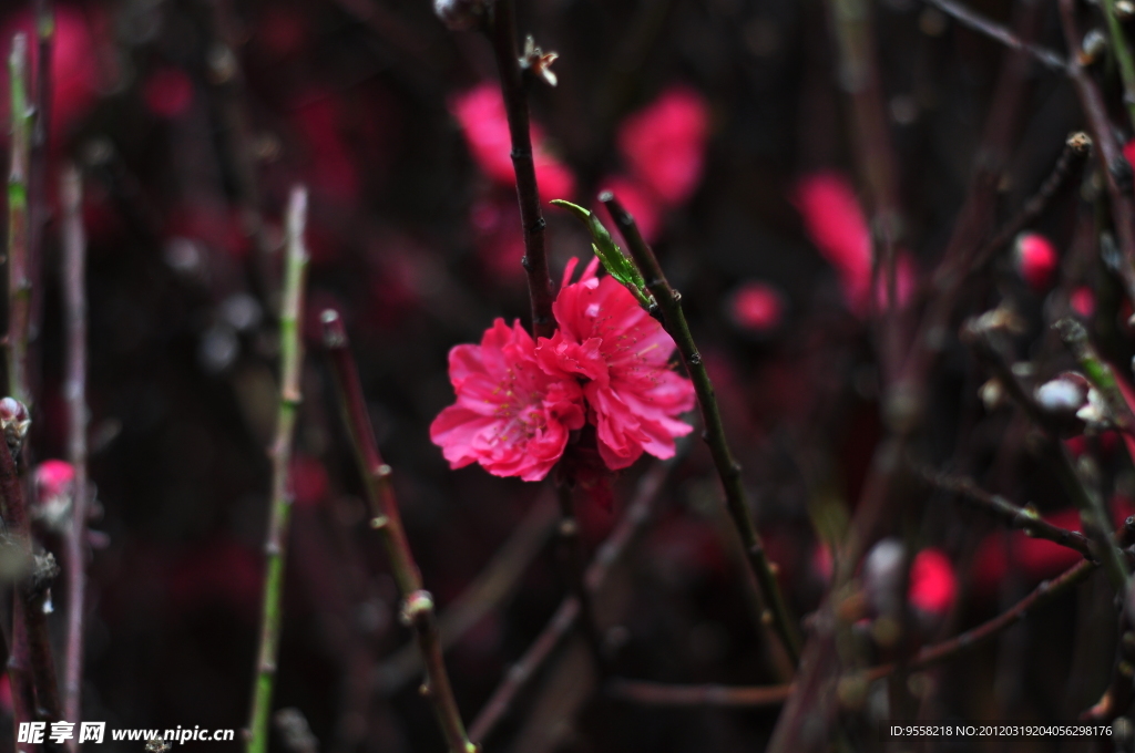 梅花