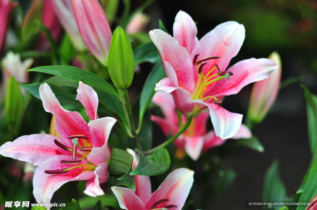 百合花