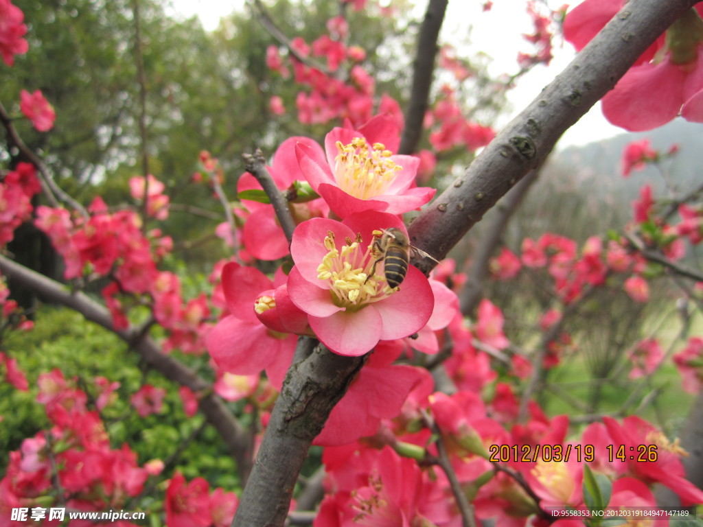 蜂花恋