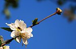 春芽