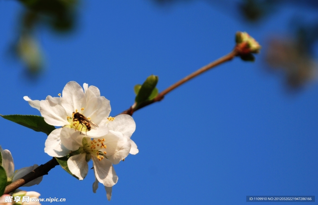 春芽